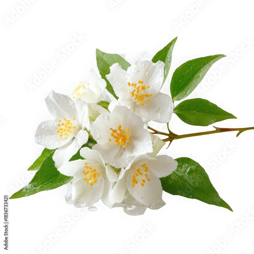 white jasmine flower with green leaves on white background