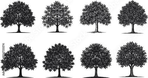 Set of hand-drawn deciduous tree illustrations with diverse foliage, branching styles, botanical sketch art for landscape and nature design.
