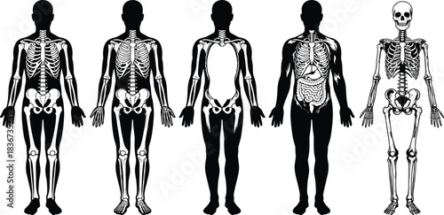 Human anatomy illustration, skeletal system, internal organs, medical education, biology diagram, healthcare training, anatomical comparison, science poster, physiology chart, body structure
