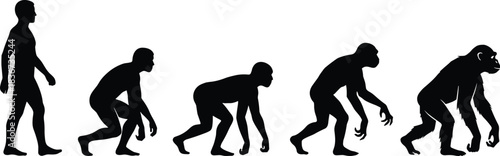 Human evolution silhouette, primate to modern man, biological progression, anthropology concept, posture development, science illustration, educational visual, timeline transition