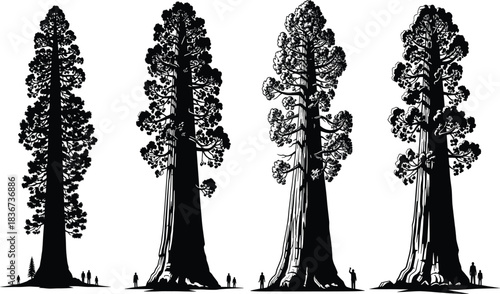 Giant tree silhouettes with human scale comparison showcasing forest diversity, nature grandeur, and environmental awareness in black and white vector.