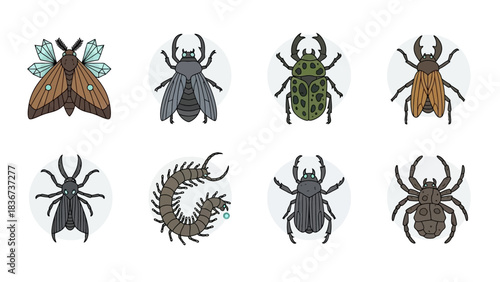 Diverse Insect Collection Featuring Moth, Beetles, Centipede and Spider on White Background