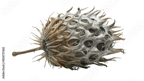 Dry spiky seed pod or burr showing unique natural texture and interesting structure on transparent background
