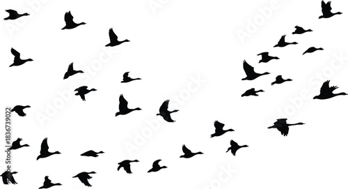 Flock of black geese flying in formation birds migration
