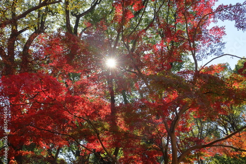 日本　上野の紅葉