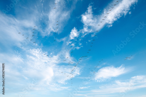 Snow Geese in flight during the annual autumn migration to the Skagit Valley, Washington. Over 50,000 Snow Geese arrive each winter (November-March) as they migrate from the Arctic.