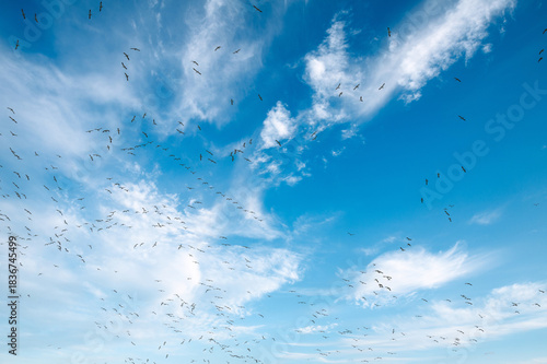 Snow Geese in flight during the annual autumn migration to the Skagit Valley, Washington. Over 50,000 Snow Geese arrive each winter (November-March) as they migrate from the Arctic.