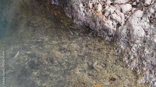 A wonderful view of a natural crack in the rock filled with water and a school of swimming fish.