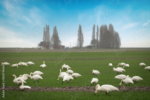 Trumpeter swans migrate to feed in the agricultural fields and wetlands. The Skagit Valley in Washington is famous for hosting the largest wintering population of Trumpeter Swans in North America,