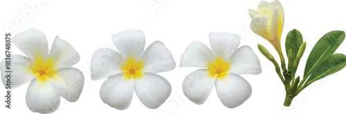 Delicate white plumeria flowers with yellow centers and lush green leaves on a white background