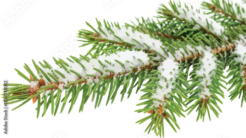 Snow covered evergreen branch with pinecones a beautiful winter scene for holiday backgrounds
