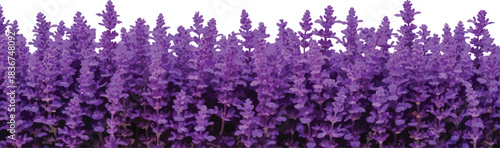 Vibrant field of purple lavender flowers in full bloom under a bright summer sky