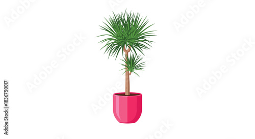 Vibrant cartoon illustration of a tall dracaena marginata houseplant with spiky green leaves, potted in a bright pink ceramic container.
