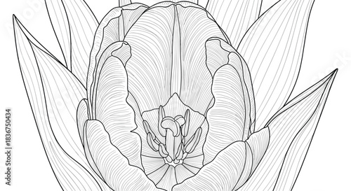 Highly detailed black and white line art illustration of a blooming tulip flower seen from above, showing its petals and stamen.