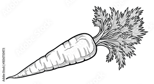 Vintage-style black and white illustration of a whole carrot with lush green tops, drawn in a detailed woodcut or engraving technique.