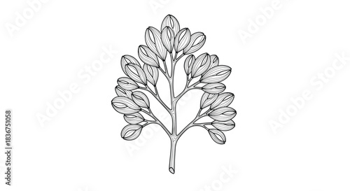 Detailed botanical line art of a plant branch with many small, rounded leaves, hand-drawn in a vintage-inspired engraving or etching style.
