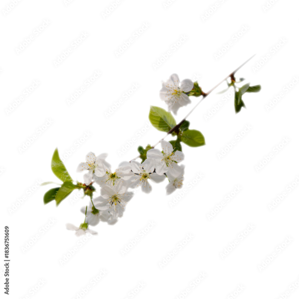 Obraz premium cherry tree flowers