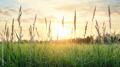 Fototapeta Naklejka Na Ścianę i Meble -  Golden sun touching tall grass tips glowing meadow sunrise peaceful warmth