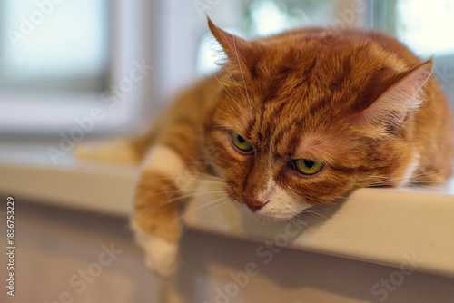 A domestic shorthaired cat with a red tabby color, resting on a windowsill.