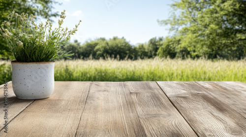 Fototapeta Naklejka Na Ścianę i Meble -  Potted herb, wooden table, meadow, summer sky, sunlight, green foliage, blurred background