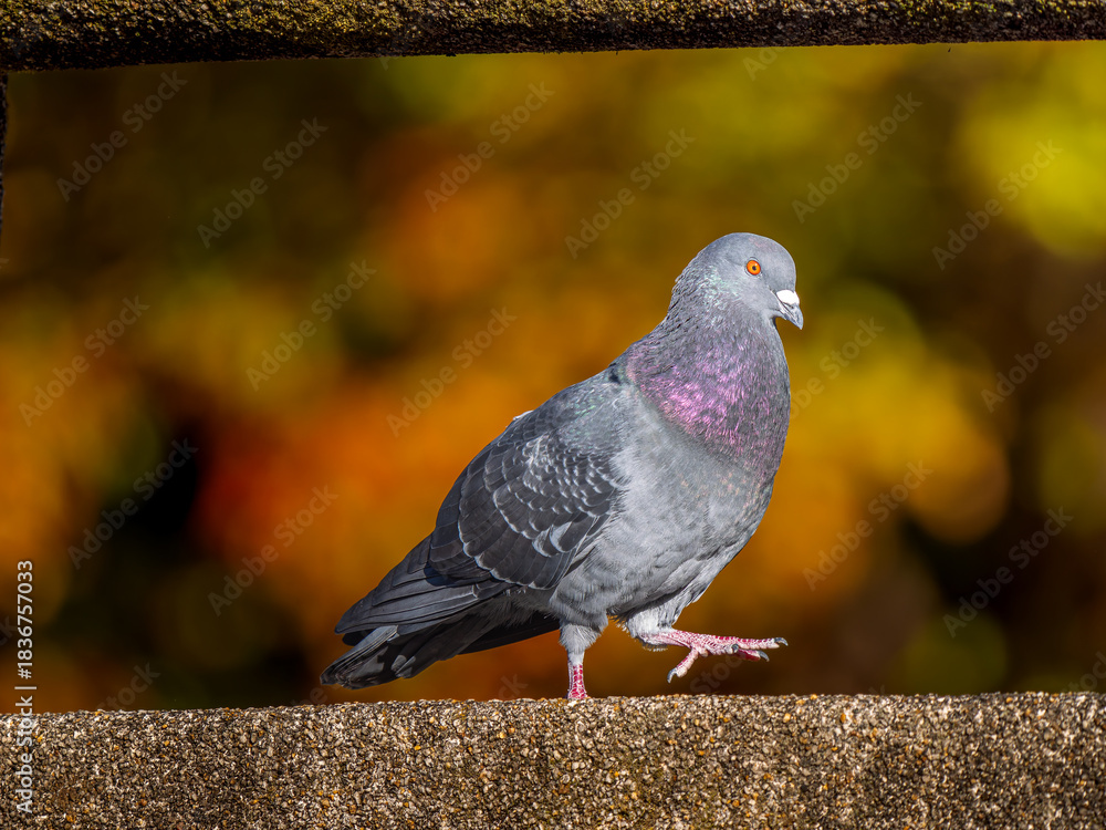 Obraz premium 地面を歩くドバト