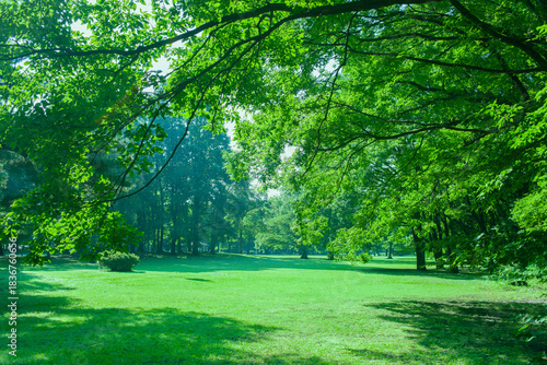 緑の公園