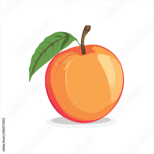 Peach fruit illustration