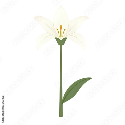 Elegant white lily flower illustration with green stem and leaves on a white background