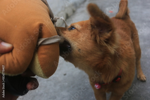 A blonde dog is playing in the yard looking happy. playing and biting a doll. blur zoom.