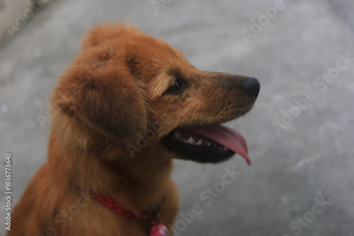 A blonde dog is playing in the yard looking happy. playing and biting a doll. blur zoom.