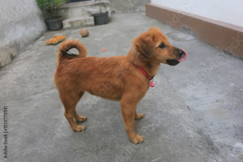 A blonde dog is playing in the yard looking happy. playing and biting a doll. blur zoom.