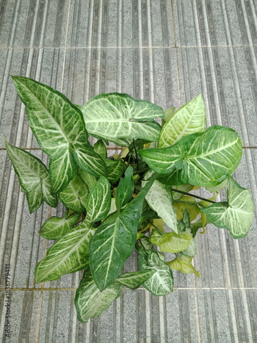 Close up of Alocasia cuprea or skull caladium exposed to rainwater