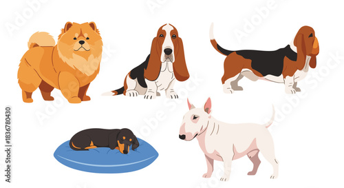 A vibrant illustration showcasing different dog breeds, including a fluffy Chow Chow, Basset Hounds, a sleeping Dachshund, and a white Bull Terrier.