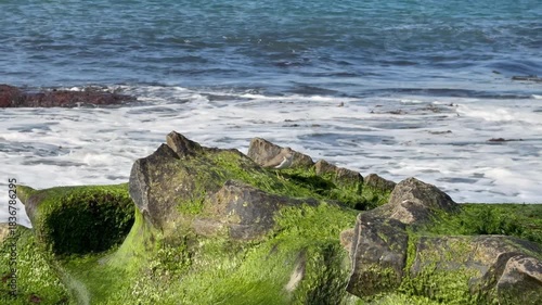 Sandpiper Bird On Ocean Rocks