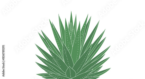 Green aloe vera or agave succulent plant with dotted details on the leaves, illustrated in a flat, modern vector style.