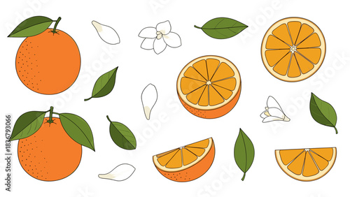 Fresh Orange Fruit and Blossom Elements Vector Illustration Set: Whole, Slices, Leaves, and Flowers on White