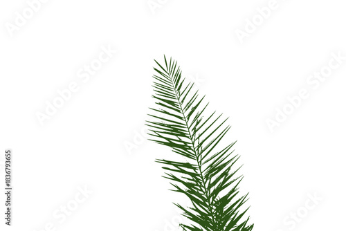 fern leaf isolated on white