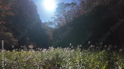 바람에 흔들리고 있는 갈대