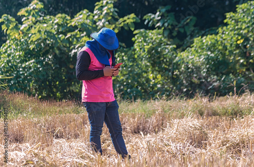 A worker in a pink shirt, blue jeans, and a blue bucket hat stands in a harvested rice field, focused on using his smartphone.