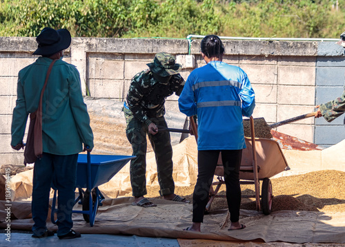 Group of farmers using a wheelbarrow and rakes to manage and spread harvested paddy rice grains on tarps next to a building wall.