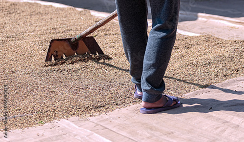 Close-up of a worker in flip-flops and athletic pants using a rake to spread rice grains on a tarpaulin for sun drying after harvest.