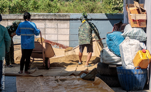 Group of farmers or workers near a brick wall spreading freshly harvested paddy rice grains on tarps to sun dry using a wheelbarrow and rakes.