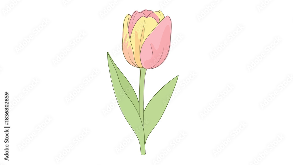 Fototapeta premium A simple illustration of a single tulip flower with pink and yellow petals, a green stem, and green leaves on a white background.