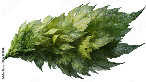 Green feathered leaf wing creating a natural organic shape, environmental concept with nature element, transparent background