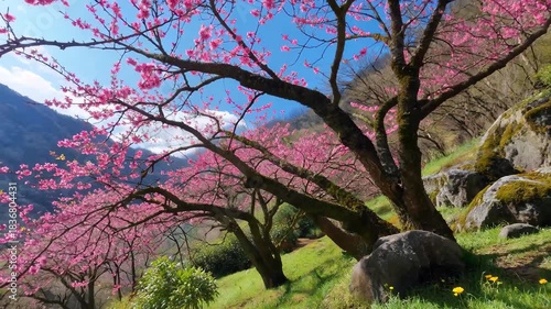 Pink peach blossom scenery in bloom on the hillside