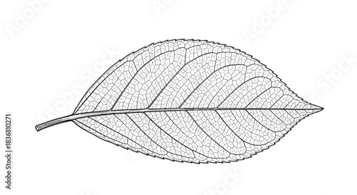 A highly detailed black and white line art illustration of a single cherry leaf, showing its intricate vein and serrated edge.