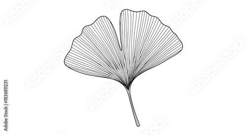 A delicate and detailed black and white line art illustration of a single ginkgo biloba leaf on a white background.