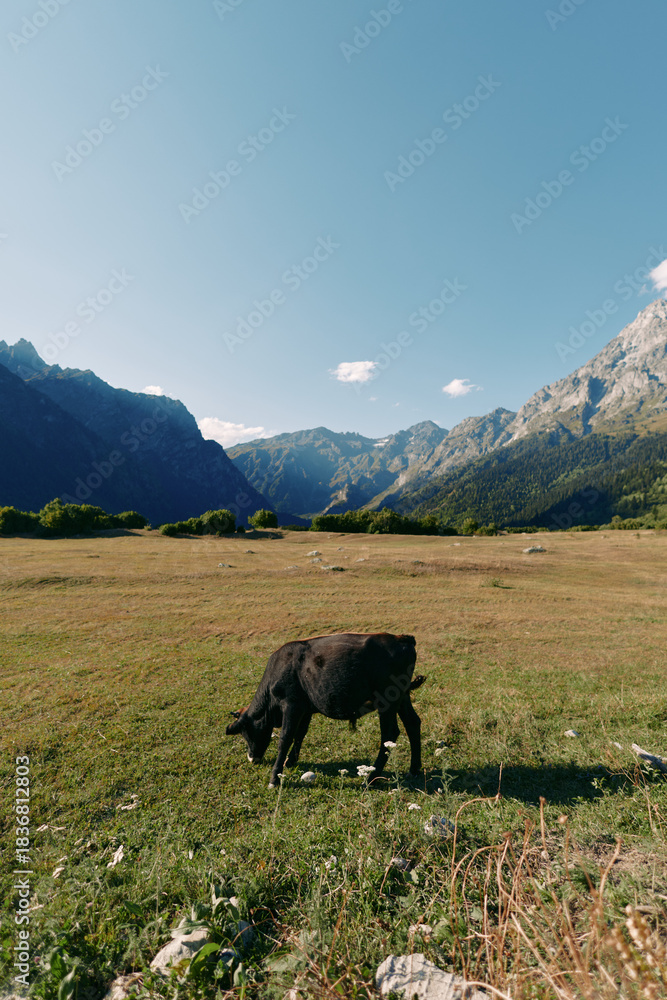 Obraz premium Cow grazing in a green meadow within a wide valley framed by rugged mountains under a clear blue sky, pastoral pasture landscape conveying peaceful rural nature and open grassland.