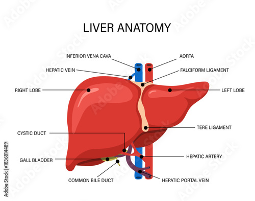 Internal organ disease treatment. Liver anatomy illustration for cancer or hepatitis. Vector icon.