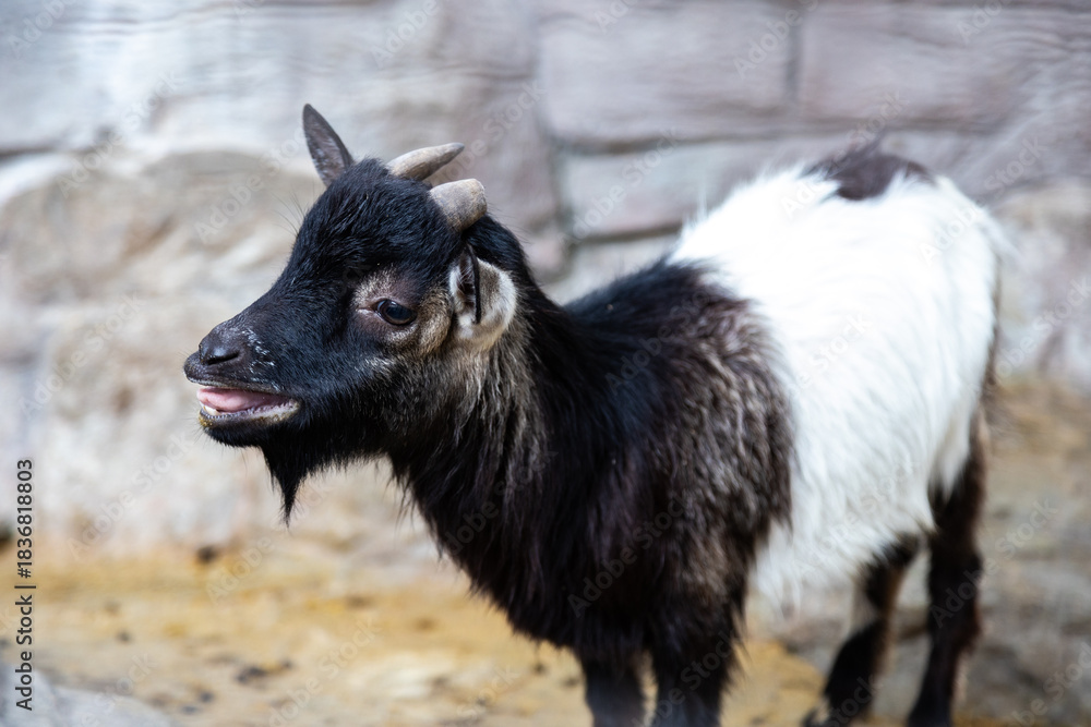 Fototapeta premium Profile of Young Black and White Goat with Small Horns on Dirt Floor